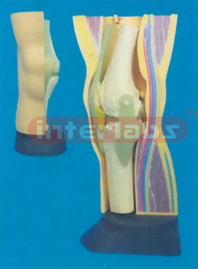 MIDDLE ADVANCED/ADULT KNEE JOINT FUNCTIONAL MODEL WITHOUT SIDE MUSCLE FOR DEMONSTRATION